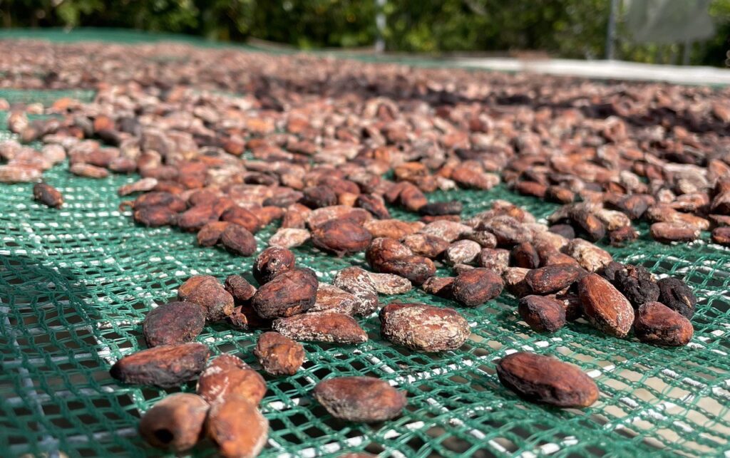 essiccazione-cacao-bean-to-bar