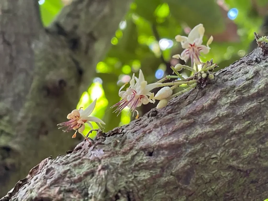 fiori-di-cacao